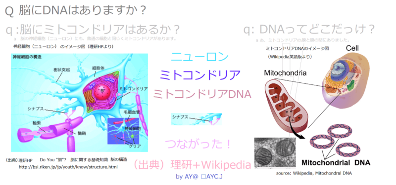 ニューロン ミトコンドリア DNA つながり イメージ
